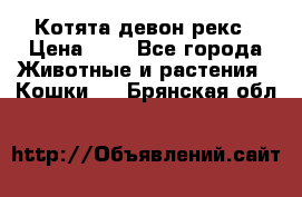 Котята девон рекс › Цена ­ 1 - Все города Животные и растения » Кошки   . Брянская обл.